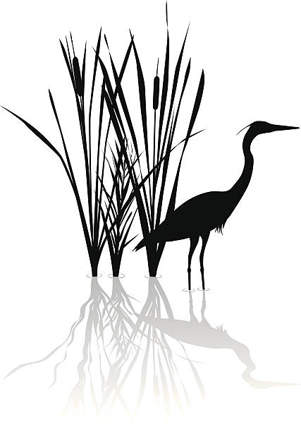 Silhouette of great blue heron with reflections Vector silhouette illustration of a Great Blue Heron and Cat Tails. blue heron stock illustrations