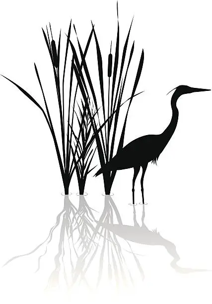 Vector illustration of Silhouette of great blue heron with reflections