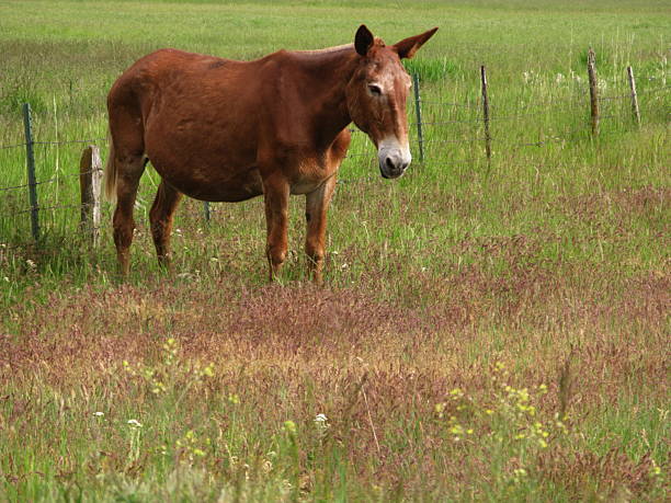 w ciąży muł osioł koń rzadkie - donkey mule large grazing zdjęcia i obrazy z banku zdjęć