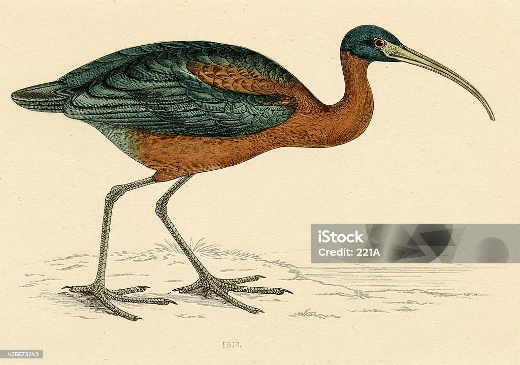 Antique book illustration: Ibis (1870) Mid-Victorian (ca 1870) hand-coloured engraving of an Ibis. Original scan from own archive. Old Book stock illustration