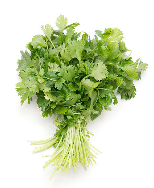 bunch of fresh cilantro bunch of fresh cilantro on white background cilantro stock pictures, royalty-free photos & images