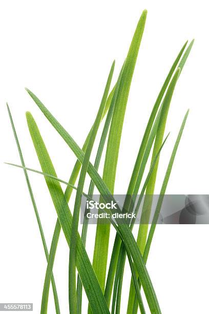 Fresco Chives Crecimiento Verde Con Fondo Blanco Foto de stock y más banco de imágenes de Alimento - Alimento, Cebolleta, Comidas y bebidas