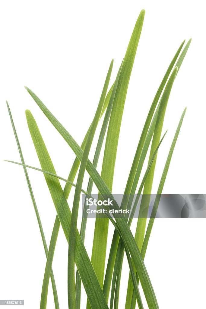 Fresco verde erba cipollina crescita con sfondo bianco - Foto stock royalty-free di Cibi e bevande