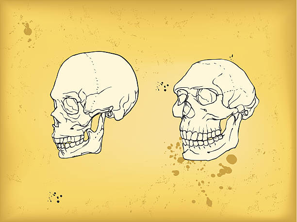 череп человека и неандерталец - neanderthal stock illustrations