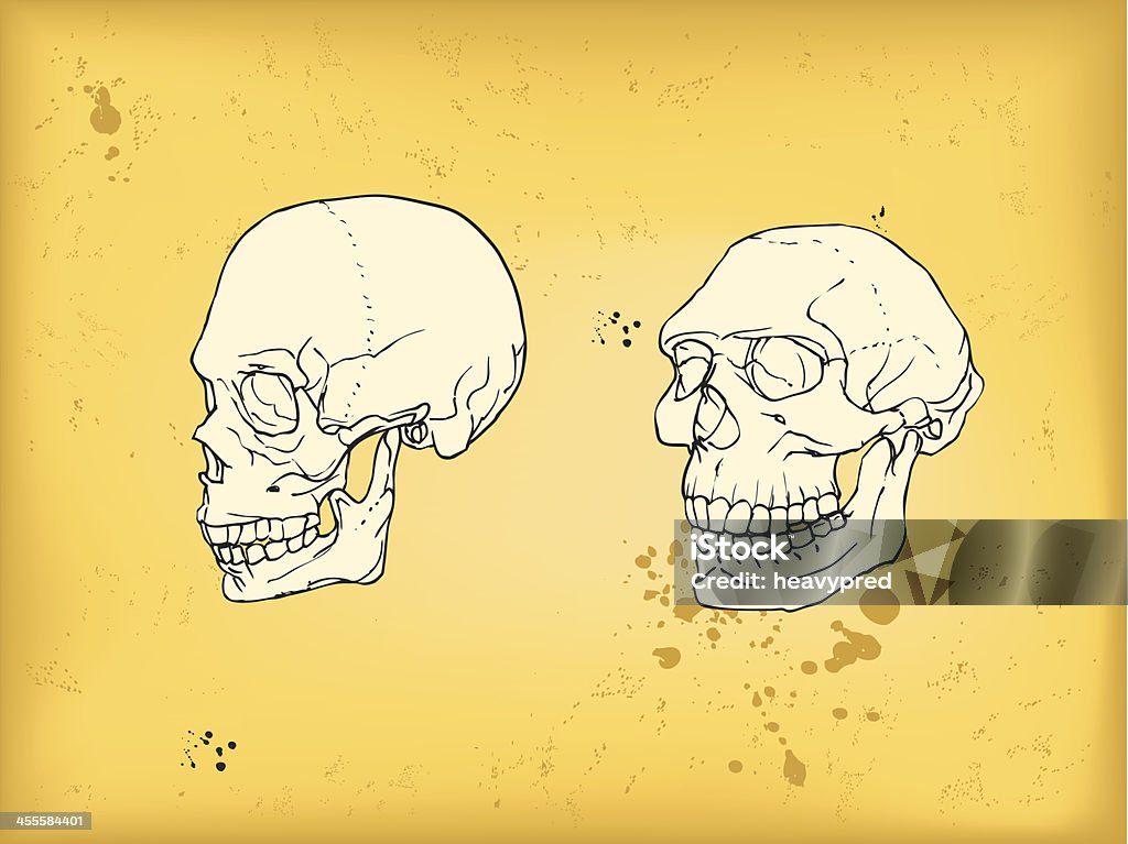 Human and neanderthal skull Human and neanderthal skulls compared- hand drawn scanned and traced image comparing two races (subspecies) of Homo Genus. Scientific research shows that Neanderthal cranial capacity has been as large as that of a Homo sapiens Neanderthal stock vector