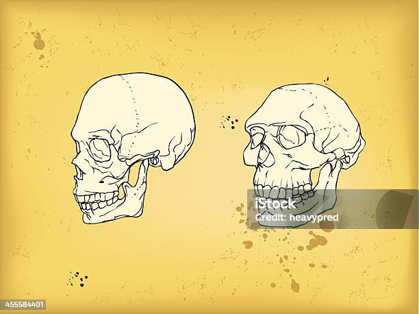 Human And Neanderthal Skull Stock Illustration - Download Image Now - Neanderthal, Brain, Evolution
