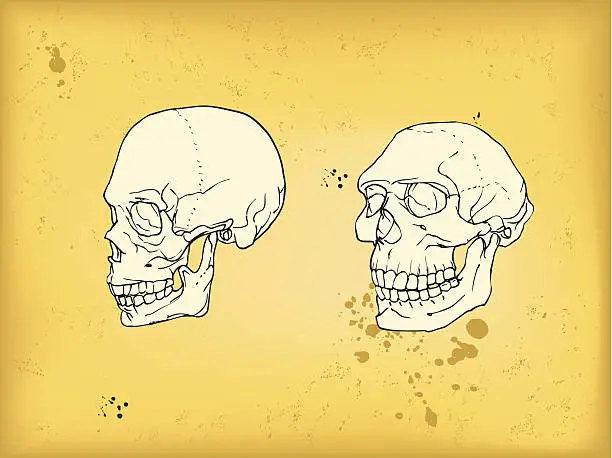 Vector illustration of Human and neanderthal skull