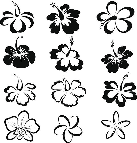ilustraciones, imágenes clip art, dibujos animados e iconos de stock de flores tropicales - plumeria