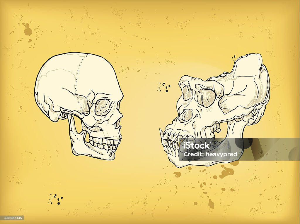Чере�п человека и горилла - Векторная графика Обезьяна роялти-фри