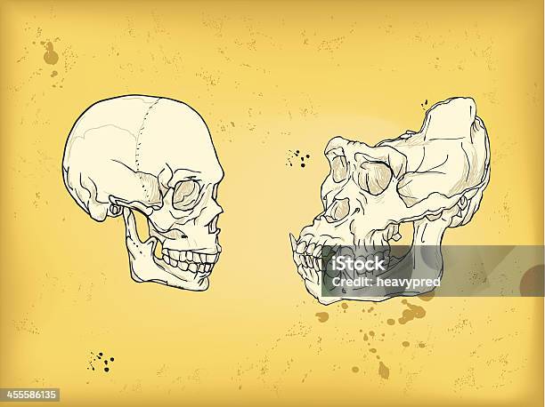 Череп Человека И Горилла — стоковая векторная графика и другие изображения на тему Обезьяна - Обезьяна, Люди, Горилла