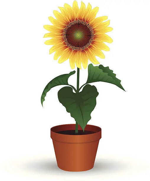 Vector illustration of Sunflower in Pot