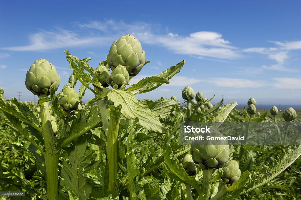 Close-up of Ripening Artichokes Globes Growing on Rural Farm Close-up of artichoke, (Cynara cardunculus), ripening in a field of artichokes plants with the ocean in background. Agricultural Field Stock Photo