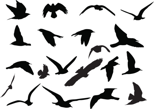 Birds Silhouettes - vector shapes. Easy to edit.