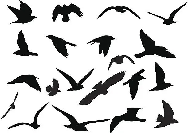 Vector illustration of Birds Silhouettes