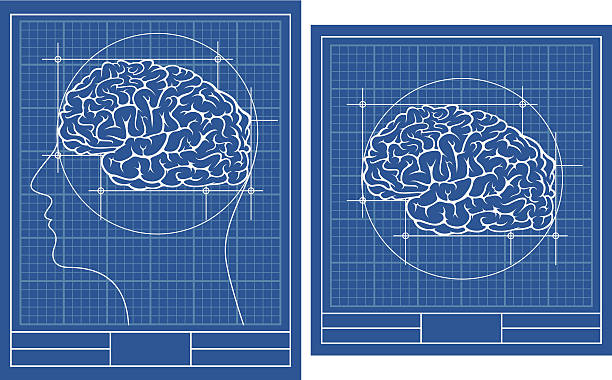 illustrazioni stock, clip art, cartoni animati e icone di tendenza di modello di cervello - st vrain