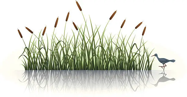 Vector illustration of Cattail with Reflection