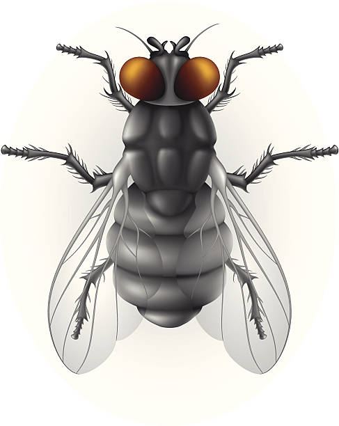 illustrazioni stock, clip art, cartoni animati e icone di tendenza di mosca domestica - fly flying housefly insect