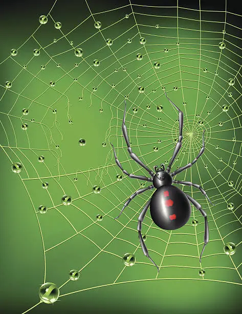 Vector illustration of Black Widow Spider and Web