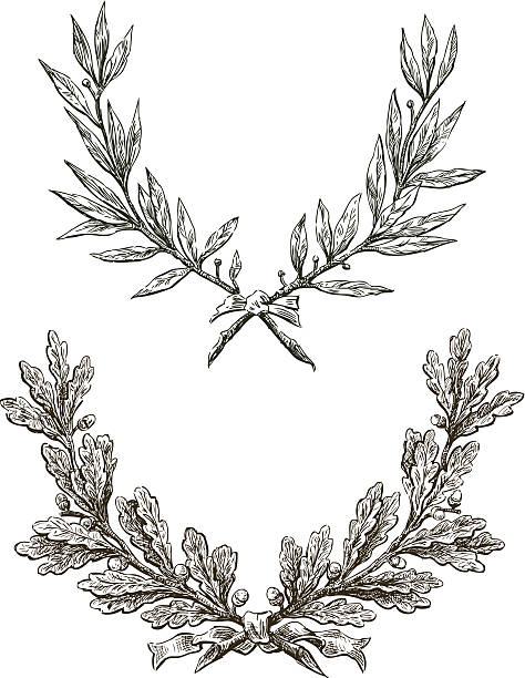 Laurel and oak branches Vector drawing triumphal branches of laurel and oak. bay tree stock illustrations