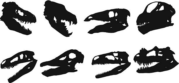 illustrations, cliparts, dessins animés et icônes de silhouette de animal mort - alligator white background crocodile reptile