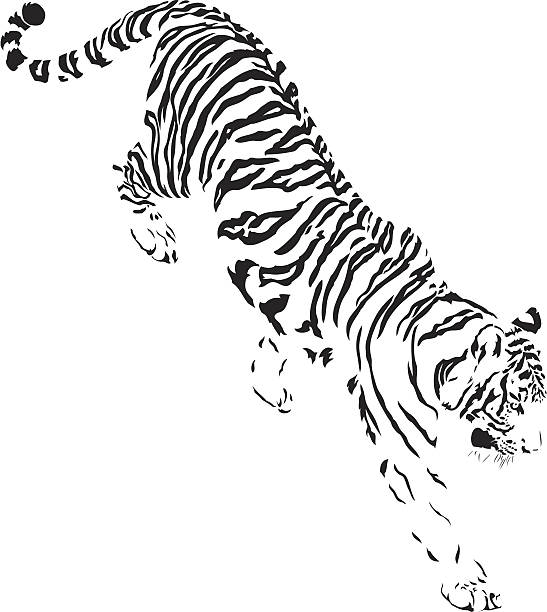 ilustrações de stock, clip art, desenhos animados e ícones de tigre descendente b & w - bengal tiger