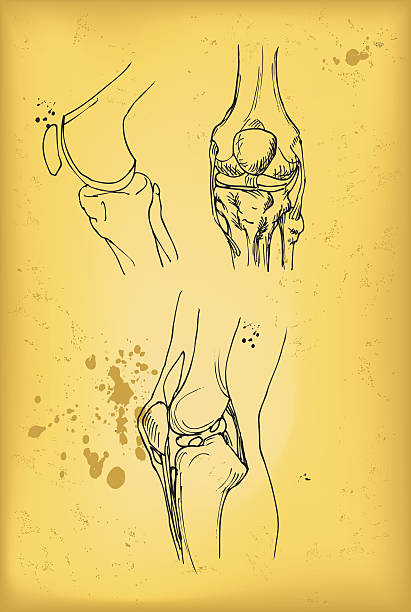 膝関節 - lateral condyle点のイラスト素材／クリップアート素材／マンガ素材／アイコン素材
