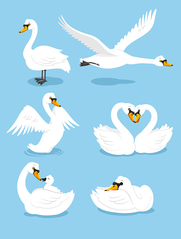 White Swan Wing Water Animal Bird Elegance Grace Set, vector illustration cartoon.