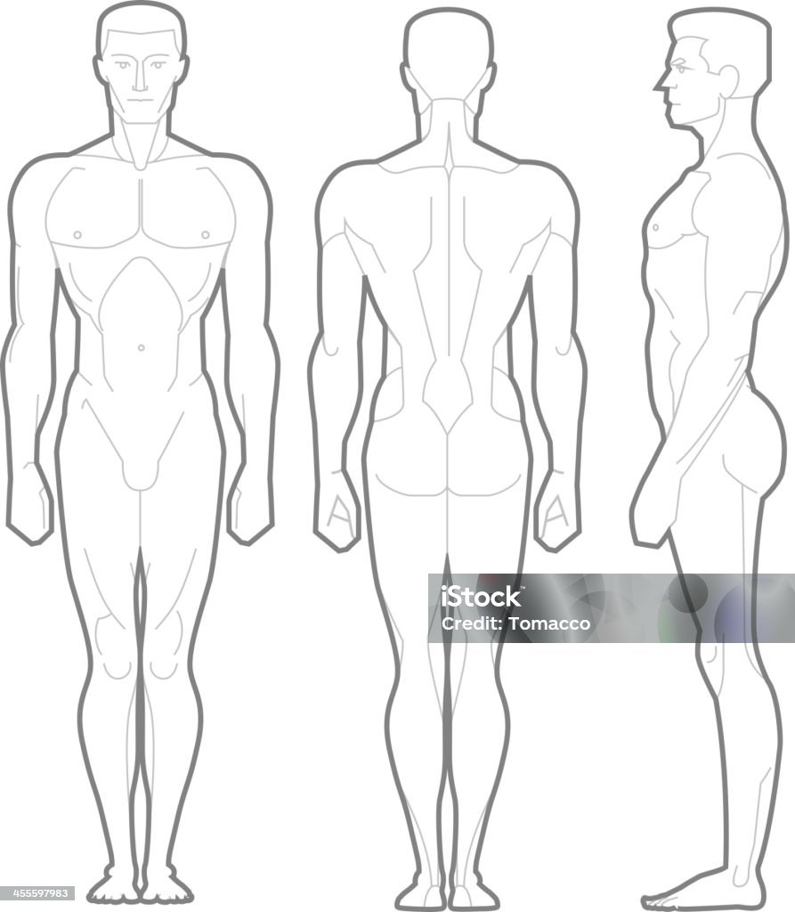 Male Body Standing Anatomical Figure Male Body Standing Anatomical Figure, vector illustration cartoon. The Human Body stock vector