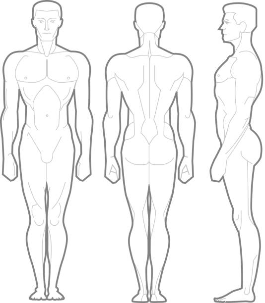 Male Body Standing Anatomical Figure Male Body Standing Anatomical Figure, vector illustration cartoon. athletic legs stock illustrations