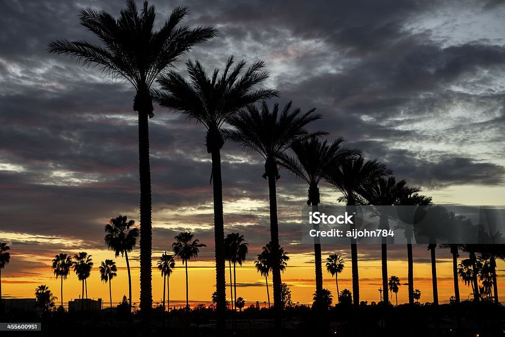 Anaheim Sunset Palm trees on Gene Autry Way at dusk in the City of Anaheim, CA. Anaheim - California Stock Photo