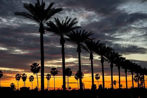 Anaheim Sunset Palm trees on Gene Autry Way at dusk in the City of Anaheim, CA. anaheim california stock pictures, royalty-free photos & images