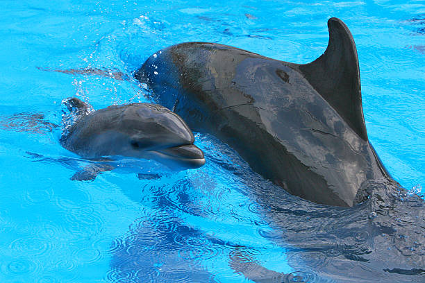 istock little baby dolphin with her mother 455601091