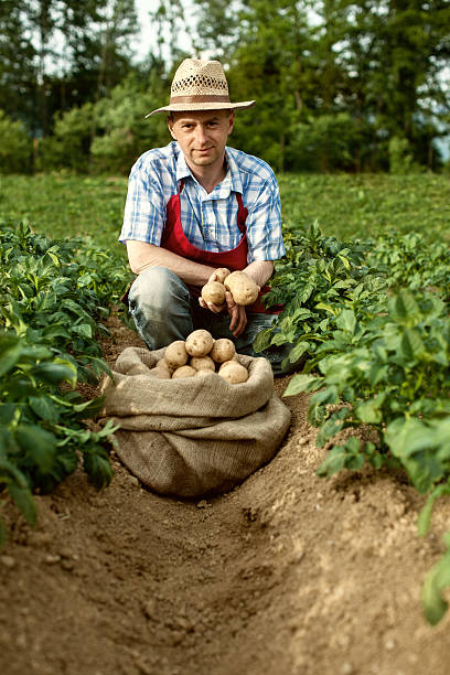 istock farmer looking his potato harvest at field row 455601383
