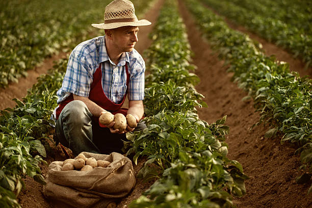 istock farmer looking his potato harvest at field row 455601443