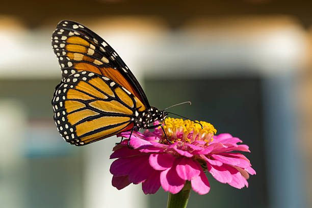 Monarch Butterfly Drinking on a Pink Zinnia stock photo