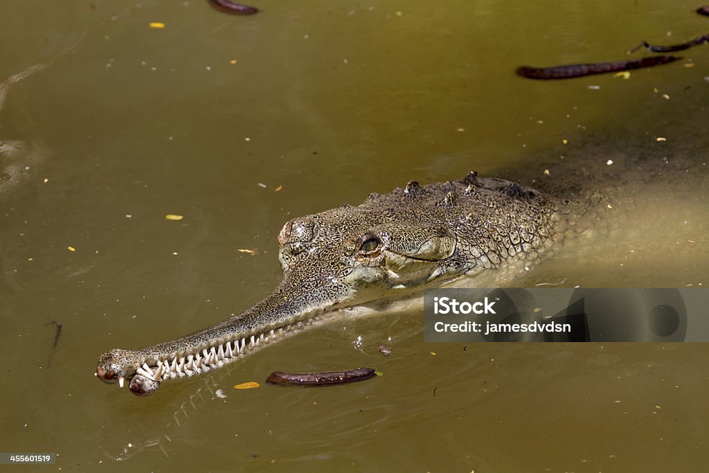Lurking Crocodile A long snouted crocodile lurking in the water Crocodile Stock Photo