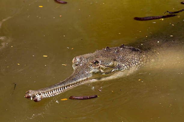 Lurking Crocodile stock photo