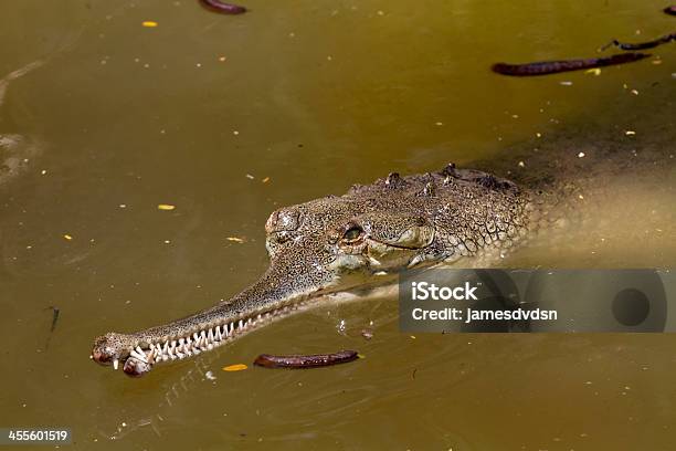 Lurking Crocodile Stock Photo - Download Image Now - Crocodile, Slim, Snout