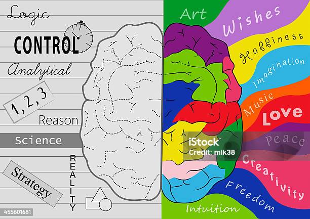 Brain Hemispheres Stock Photo - Download Image Now - Analyzing, Authority, Brain