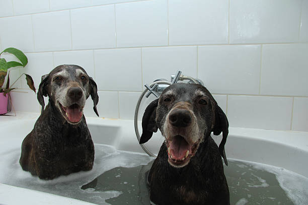istock Dogs in the bathtub 455602715