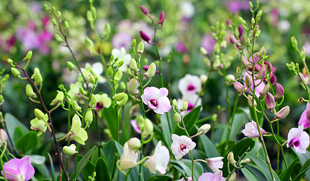 istock orchid in the garden 455604963