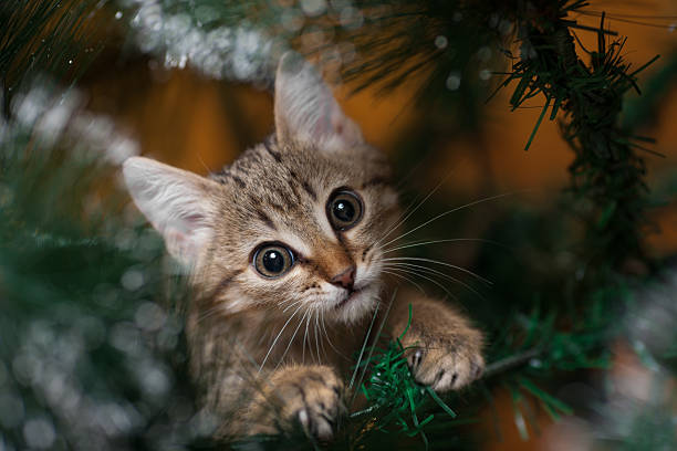 Cat climbing on a tree stock photo