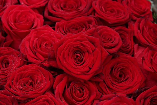istock Big group of red roses 455605849