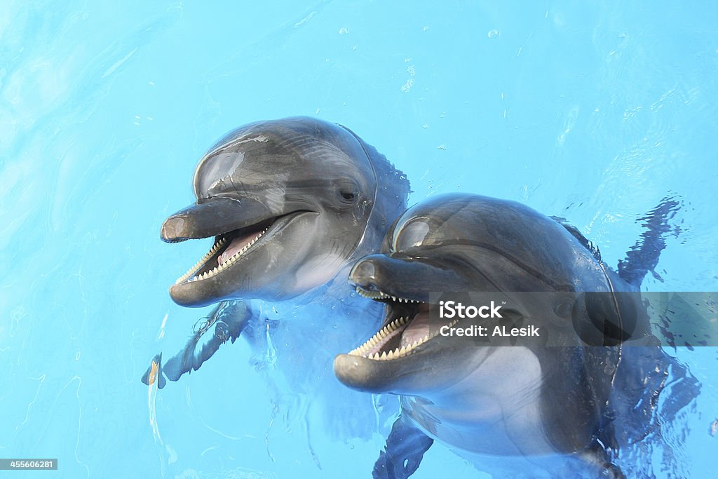 Dolphins swim in the pool Two dolphins swim in the pool Dolphin Stock Photo