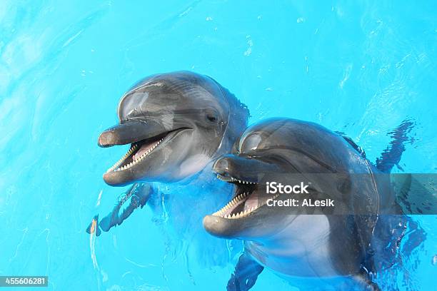 Dolphins Swim In The Pool Stock Photo - Download Image Now - Dolphin, Animal, Smiling