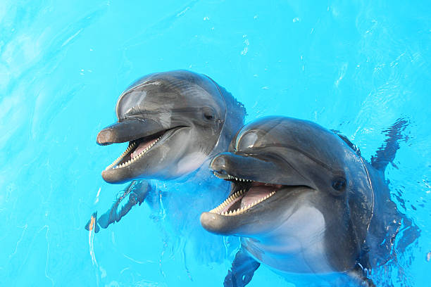 дельфинов плавание в бассейне - happy dolphin стоковые фото и изображения