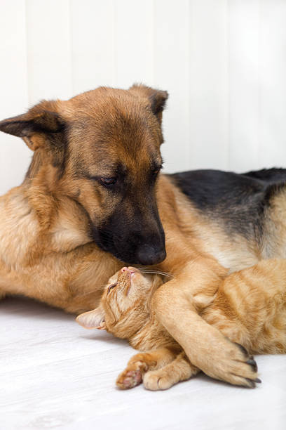 istock Cat and dog together 455607473