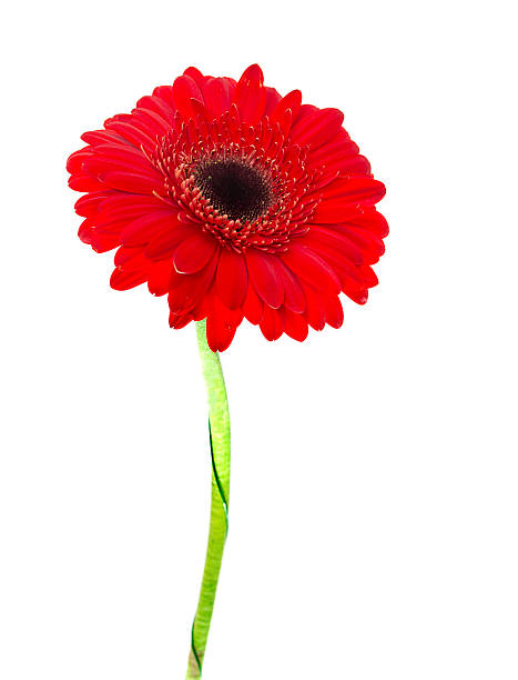 istock Gerbera flower isolated on white background 455607529