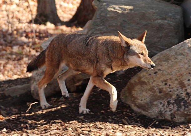 wilk rudy - red wolf zdjęcia i obrazy z banku zdjęć
