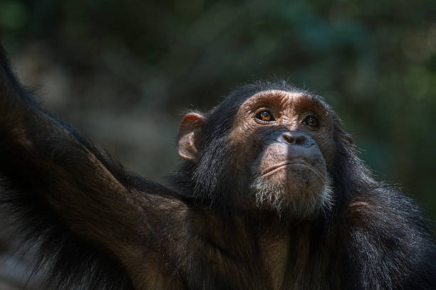 Chimpanzee portrait stock photo